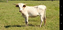 AF Heifer 318