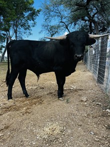 Unnamed bull calf