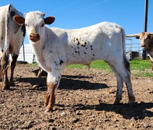 Catch a Cowboy X M2 Rifleman Bull Calf