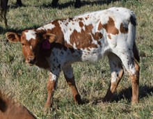 Rura 26 Heifer