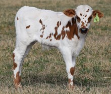 Play with Fire 26 Bull