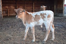 RIFLEMAN BULL CALF