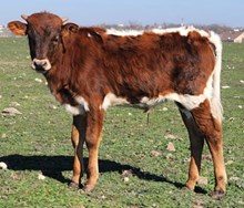 Ransomed At Gunpoint