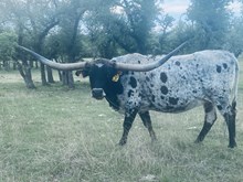 LAR Ready or Knott 1318