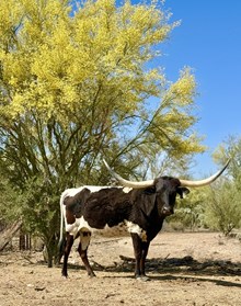 JL Black Luccheses 210