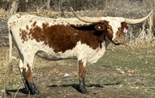 She's Double Tuff RBR