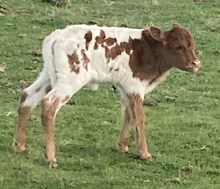 Rifleman X Clover Bull Calf