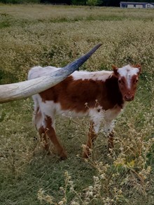 Vixen's Bull Calf